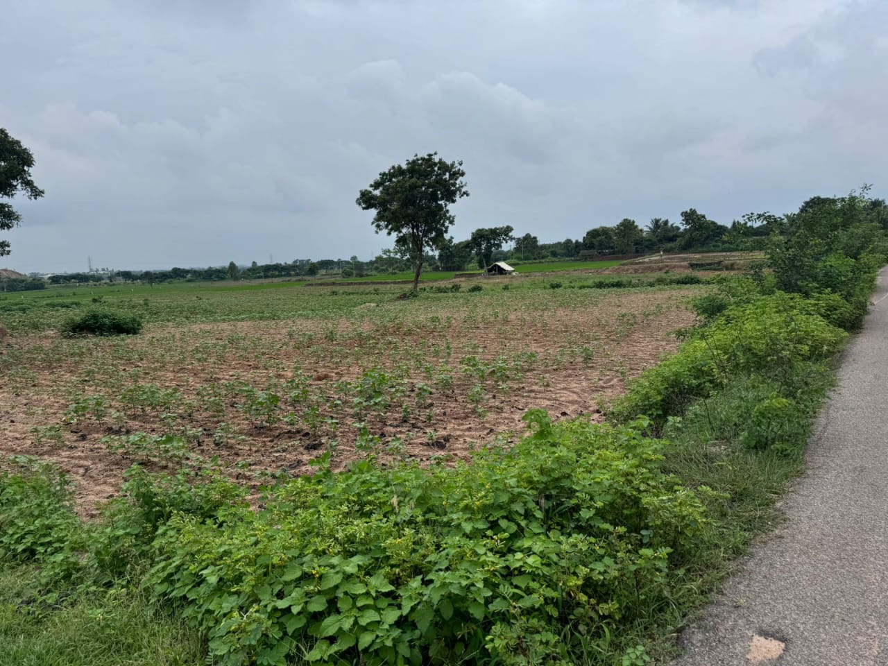 5 Acres Agriculture Land For Sale In Komuravelly