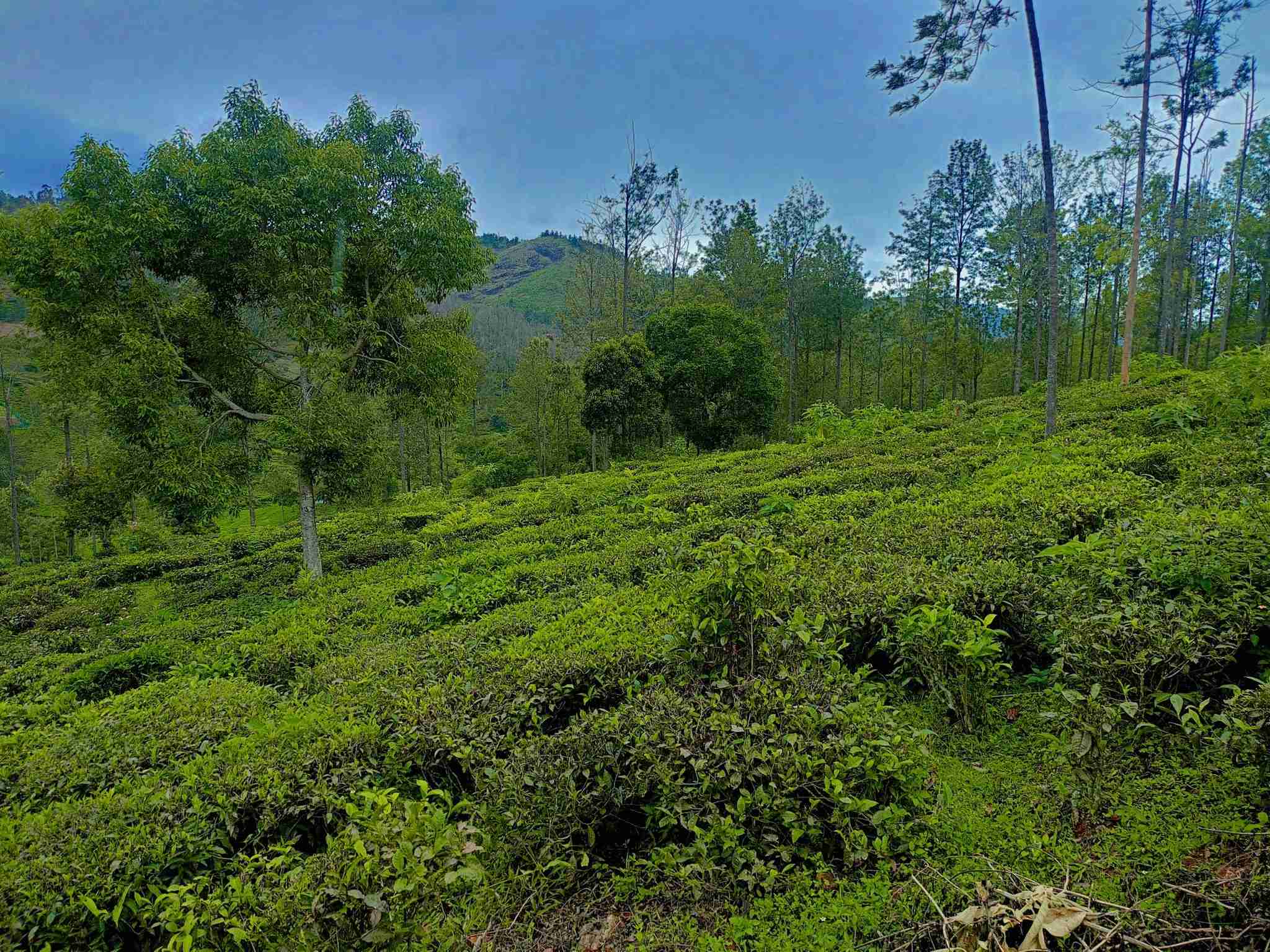 50 Cents Agricultural & Commercial Land For Sale In kotagiri
Tamil Nadu.
