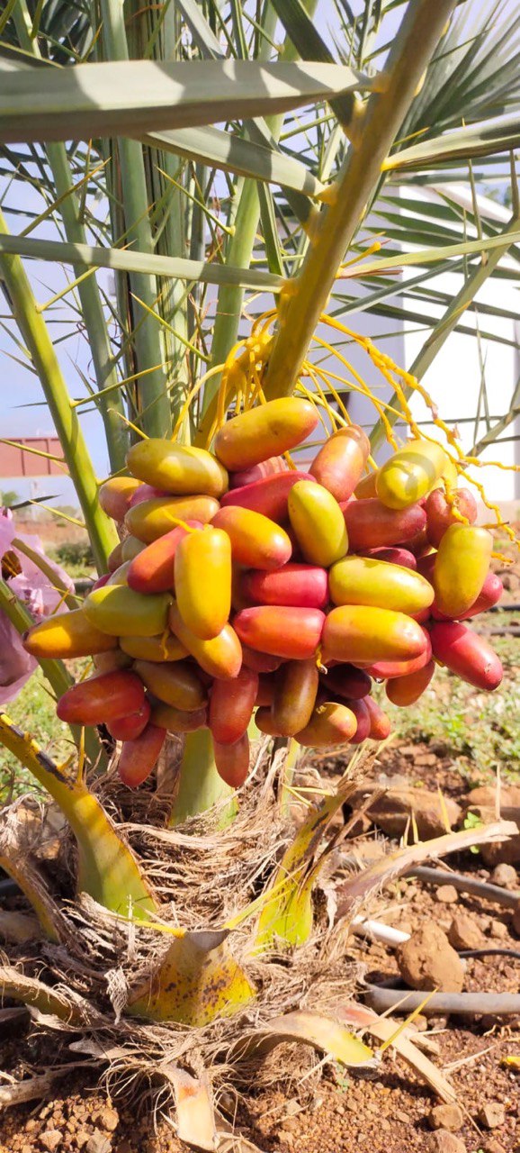 Investment Top Farm Plots For Sale  in Narayankhed  Sangareddy