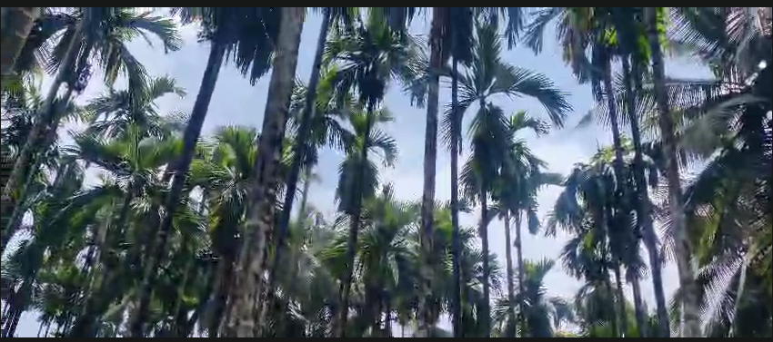 4.40 Acres Agricultural  Land For Sale In Bellare Karnataka
