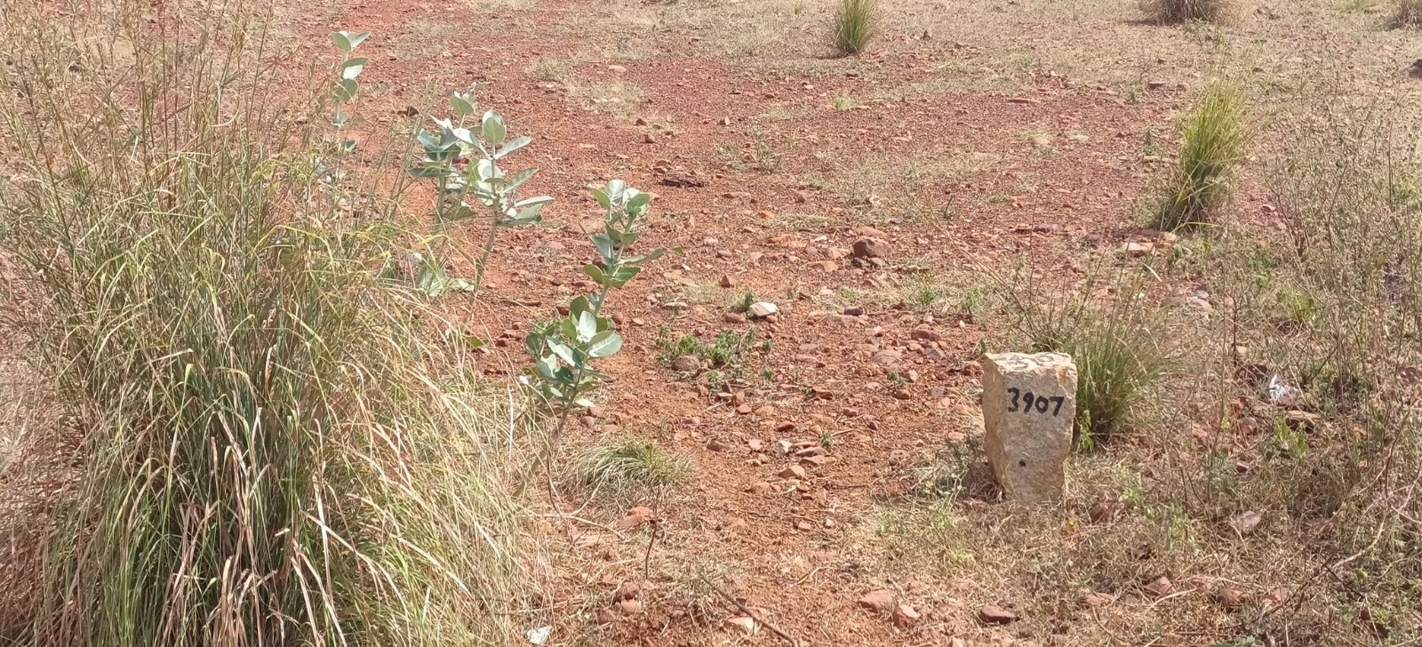 West Facing Plot for Sale in NGO Bit, Kadapa