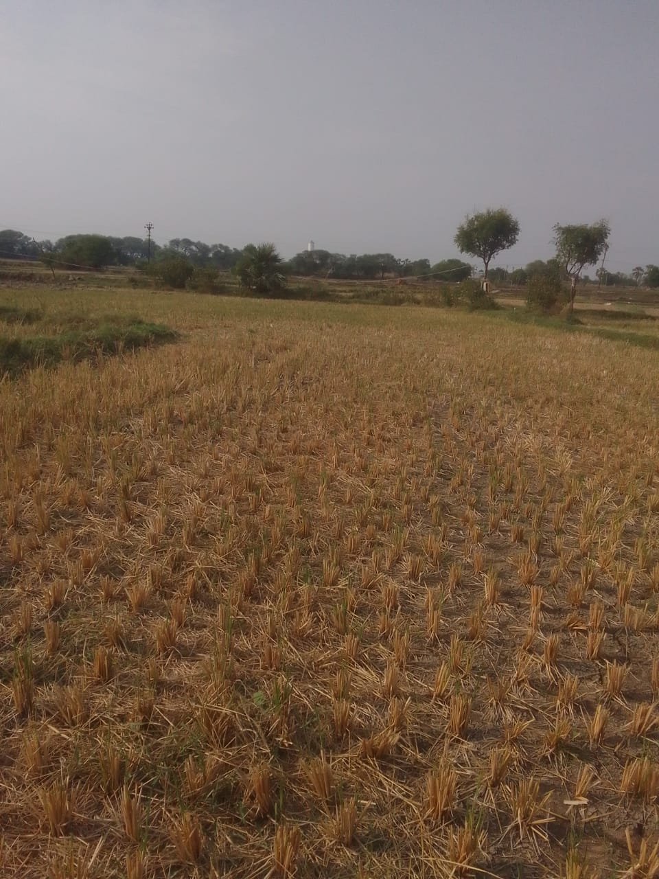 Agriculture Land for Sale In  Peechara / Peesara