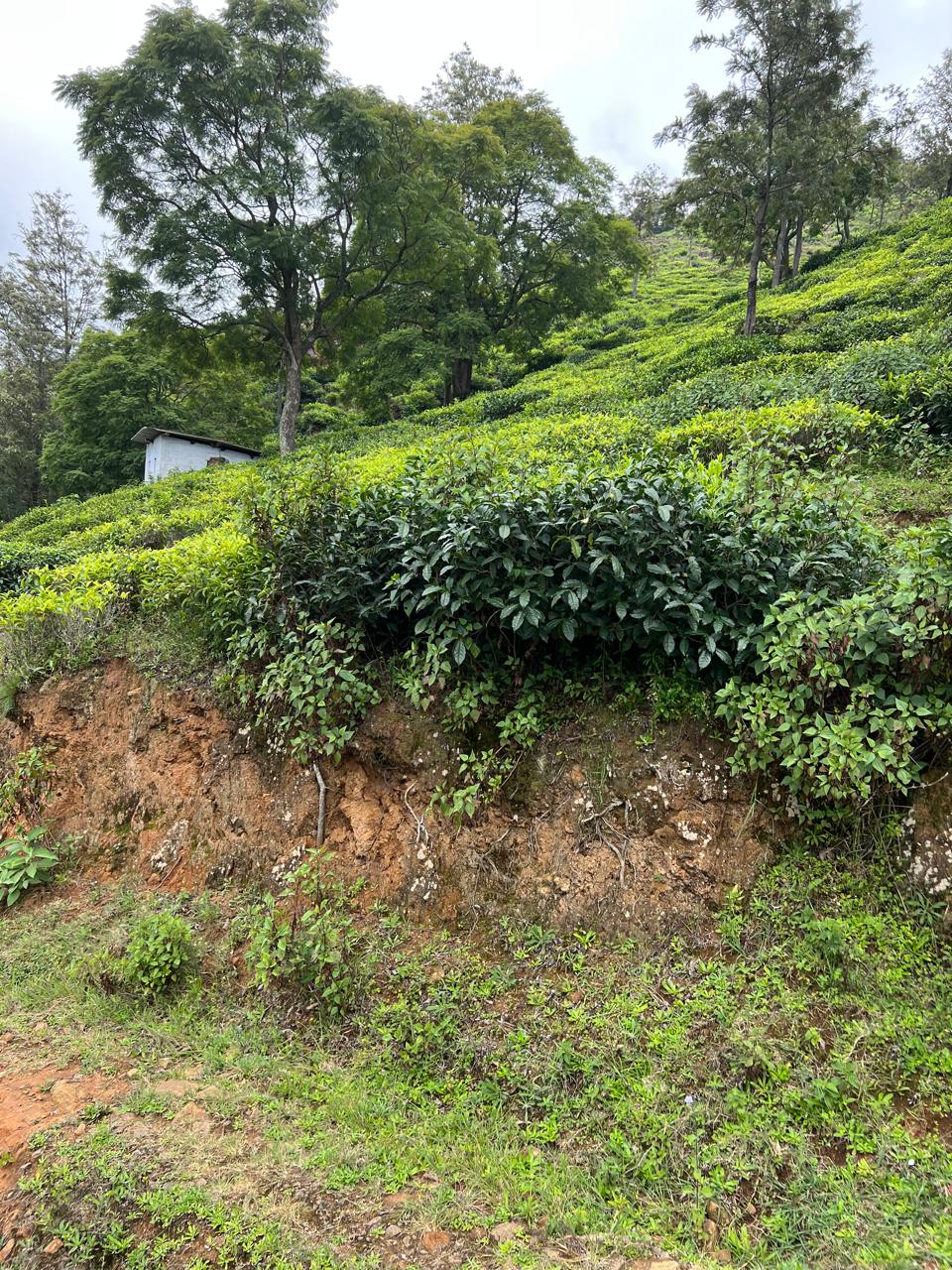 16 Acres Land For Sale In Melur Ooty