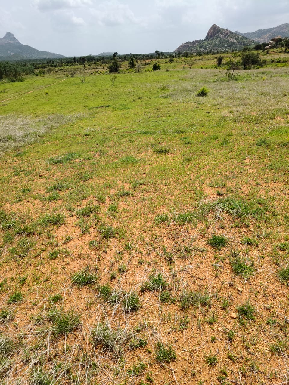 12 acres land for sale at Pavagada Karnataka