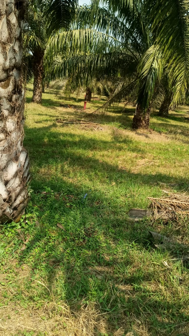 10 acres Palm trees field at kokkirala for sale