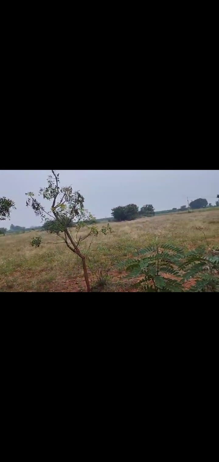 1 acre 75 cents Agriculture land for sale at Regadi kothuru