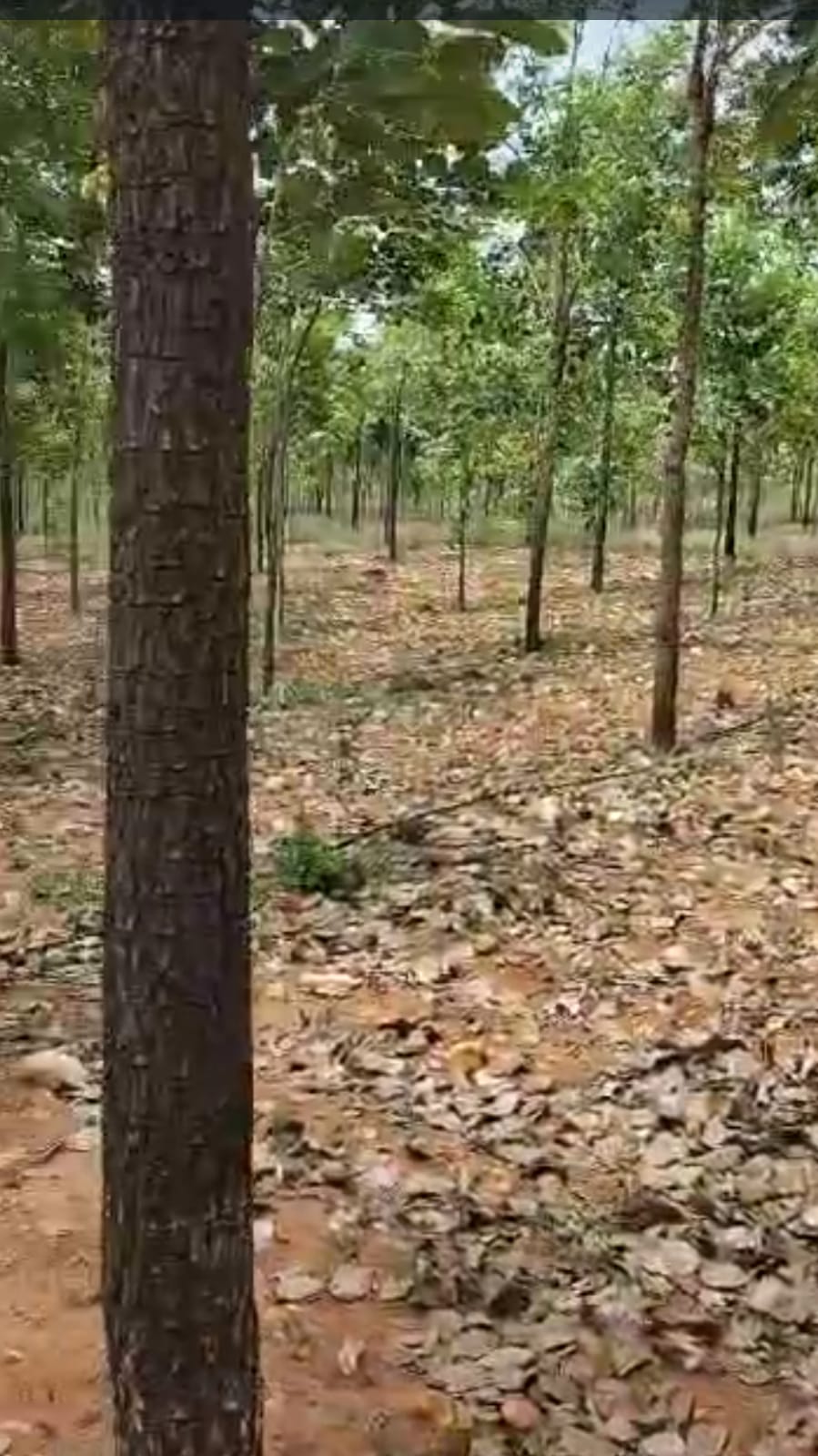 Open Lands with red sandal wood plants fo sale in Donakonda ,Kurnool highway 