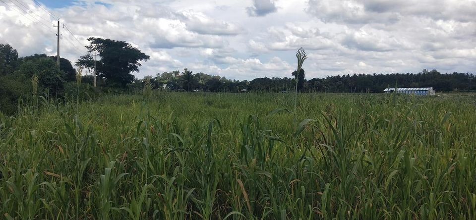 1.8 Acres of Land for sale in  40 km from Mysore
