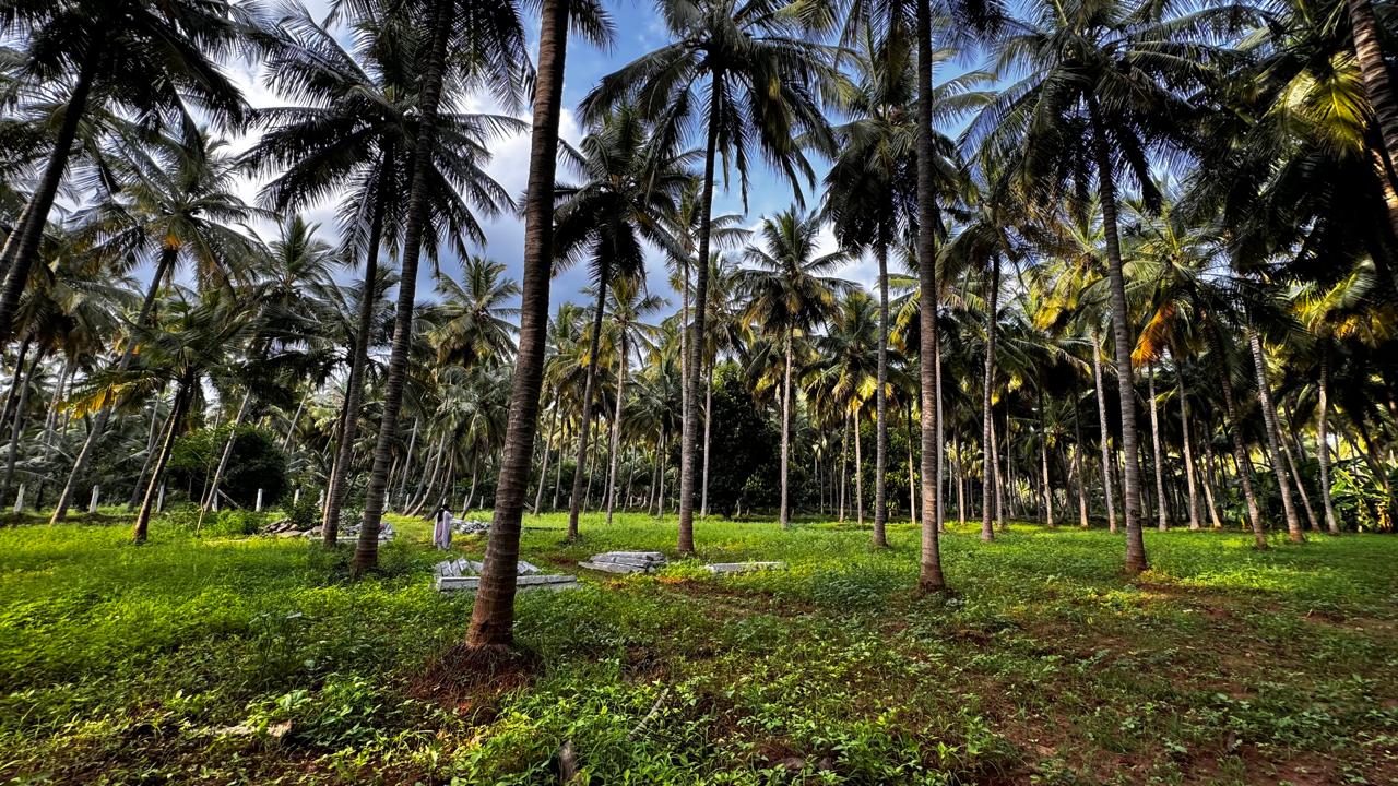 25 CENTS FARM LAND FOR SALE AT STAR GREEN VALLEY MADURAI