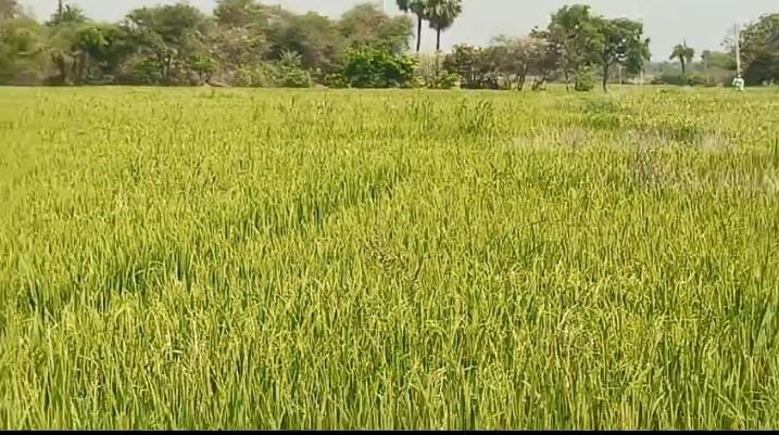 2 acers agriculture  land  at maddur, siddipet
