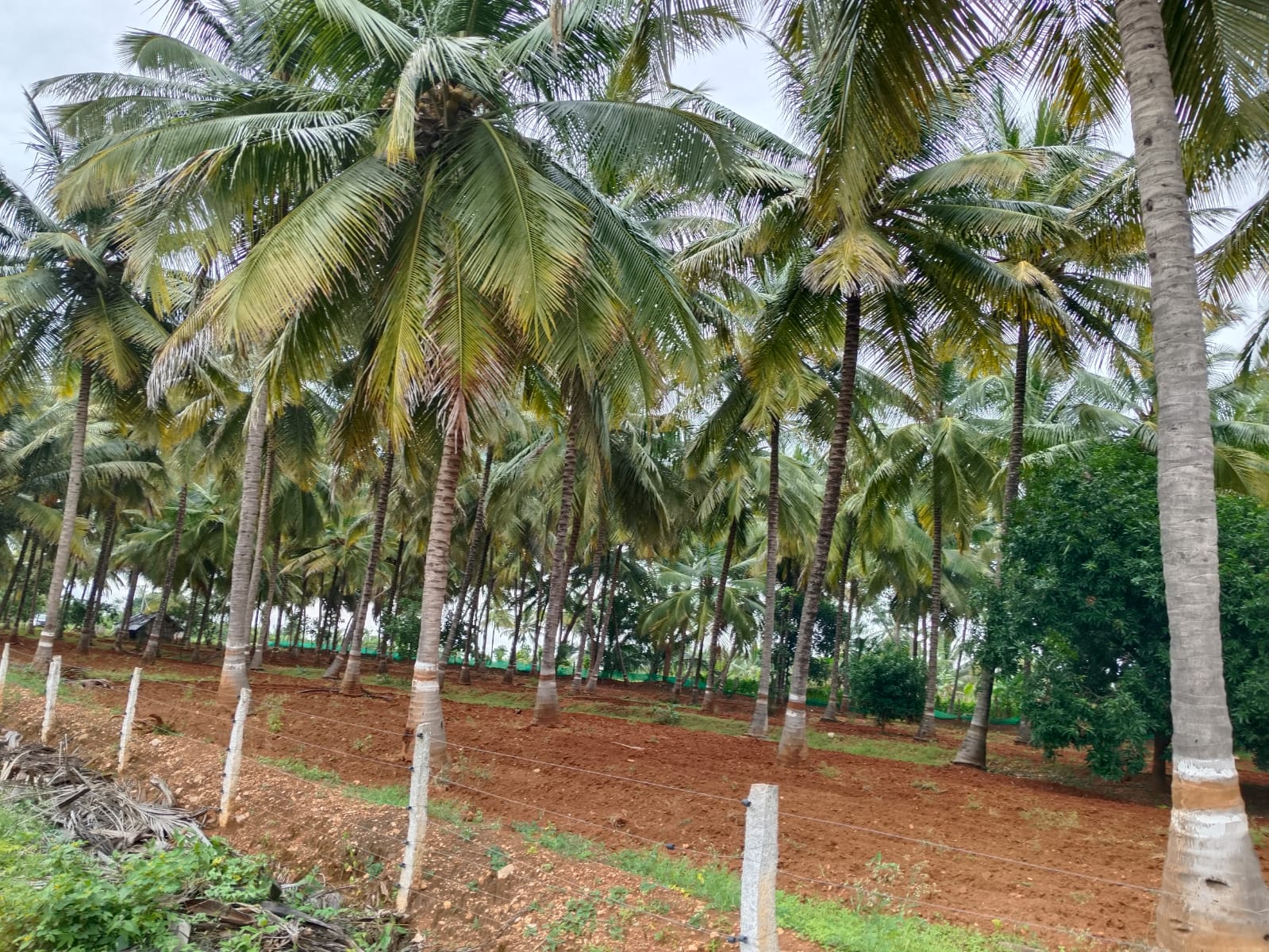 12 Acre Coconut Tree Farm with Clear Title for sale in  Chamarajanagar Road near Mysore