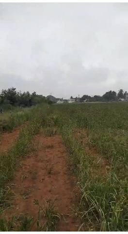 30 Acres of Land for Sale at Kammasandra, Hoskote to Sulibeli Road