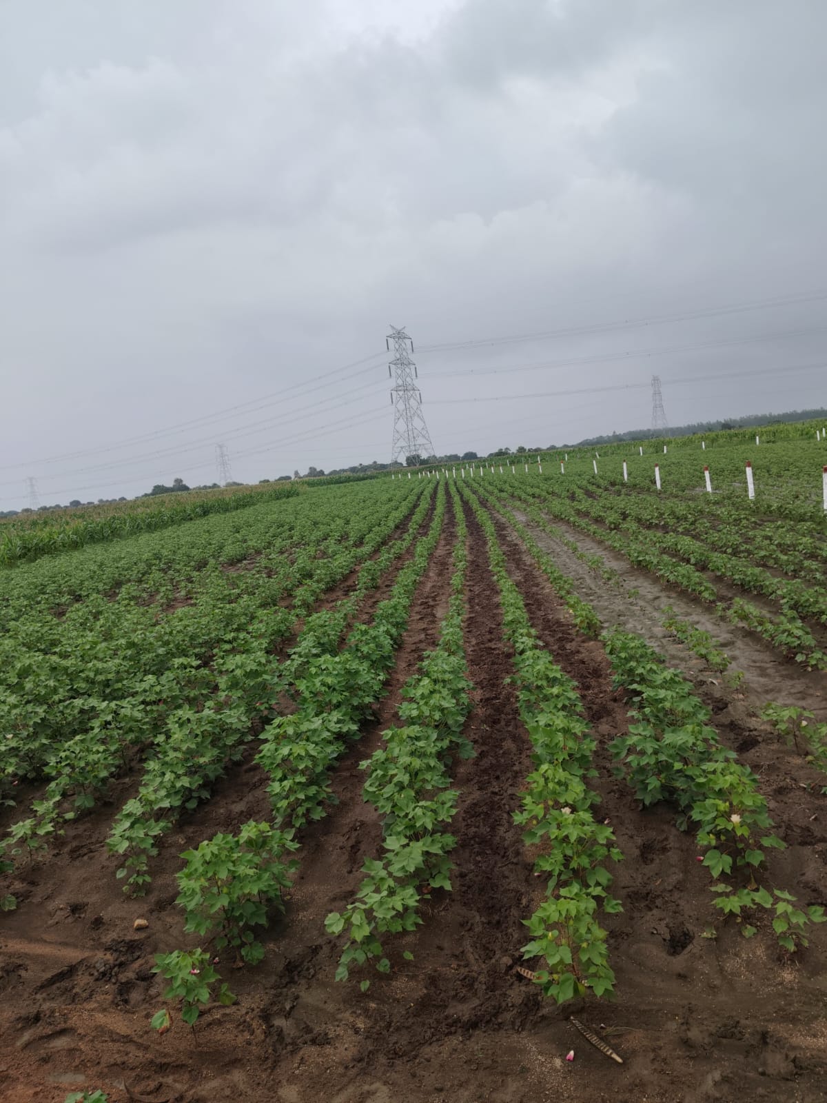 70 Guntas Agricultural Land For Sale In Lakudaram Siddipet