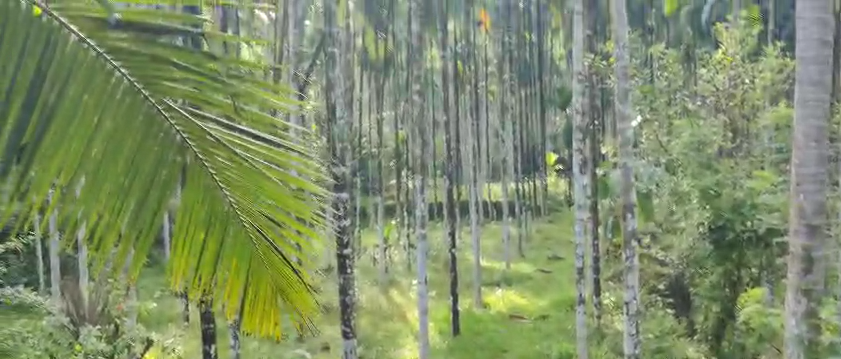 4 Acres Agricultural Land For Sale In Bullerikate Karnataka