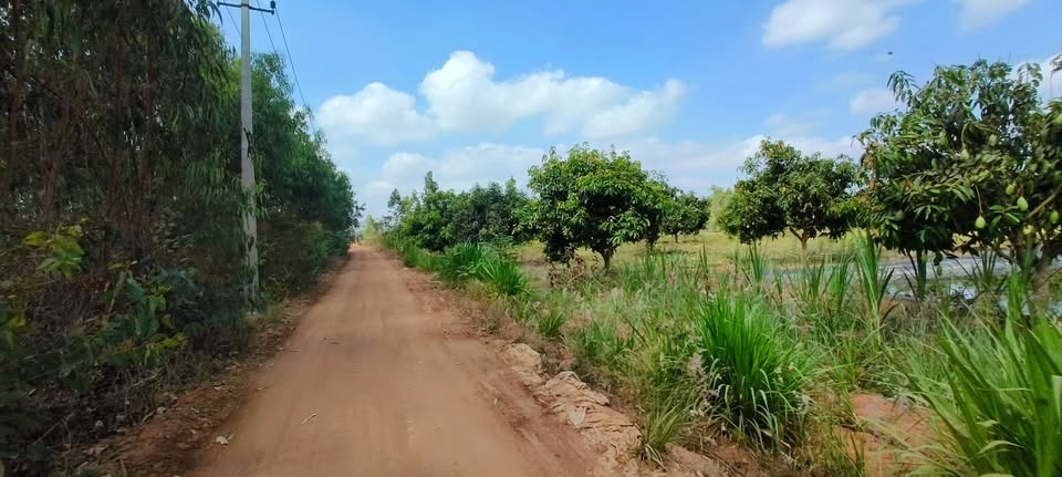 2 Acre 30 Gunta Mango Farm For Sale in Mulbagal, Bengaluru