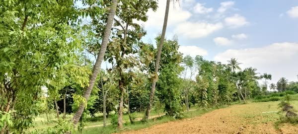  3 Acre 28 Gunta Farm Land in Kolar-Srinivasapura Highway
