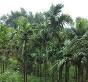 6 Acres Agricultural Land For Sale In Puttur