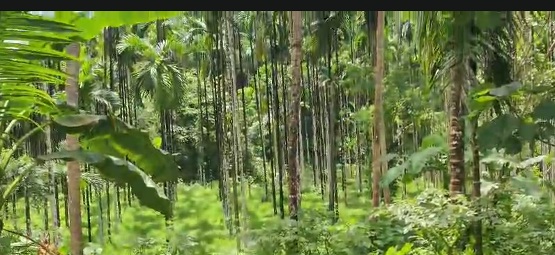 11 Acres Agricultural Land For Sale In Punacha Puttur