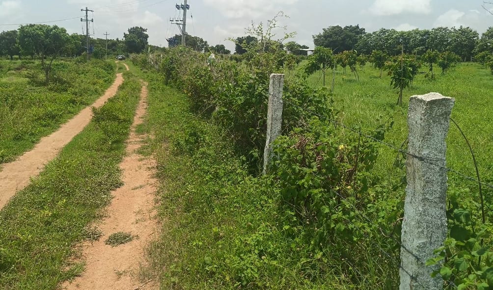 1.34 Acres Mango garden land for sale in Kondapaka Siddipet 