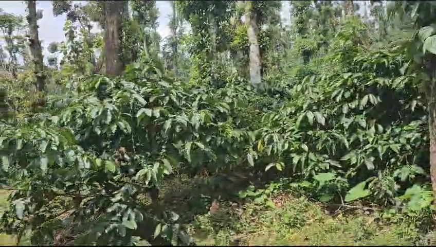 10gunts farmhouse sale in Mudigere Chikmagalur dist 
