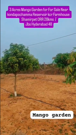  3 Acres Mango Garden For Sale – Near Kondapochamma Reservoir