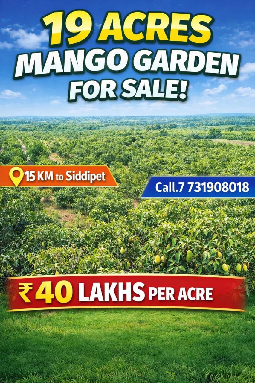 19 Acres Mango Garden For Sale At Siddipet