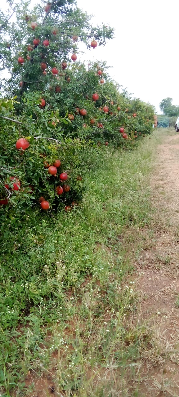 12 Acres Pomegranate Farm Land For Sale Near Ananthapur
