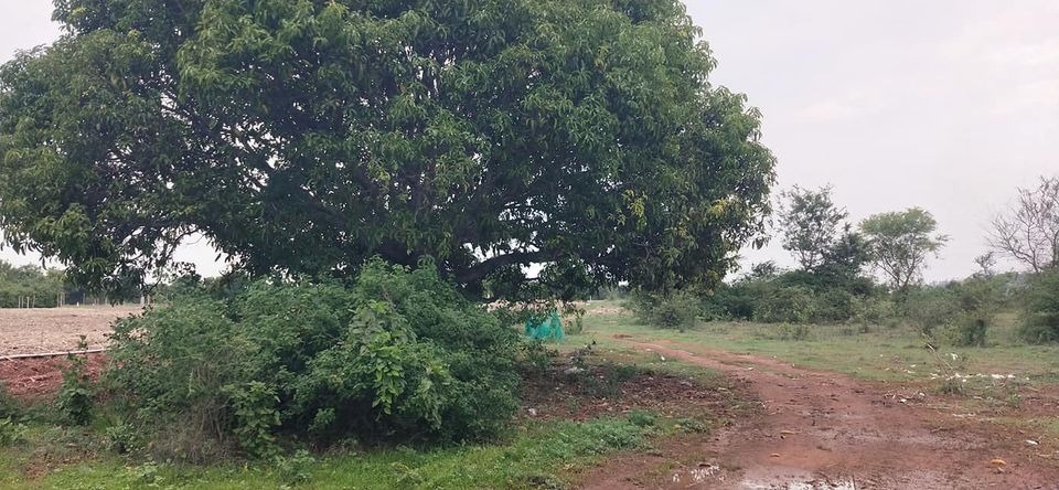 4.26 Acres of Land for sale 28 km from Mysore, Srirampura Ring Road