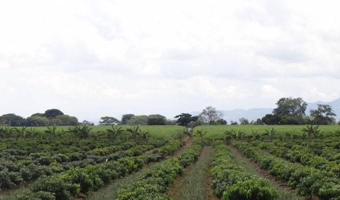 9 Acres Mango Tree Land For Sale At  shenkarampet Medak