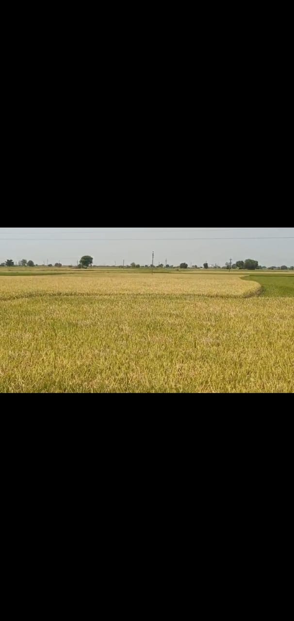1 acre Agriculture land for sale at  Nagunoor Siddipet