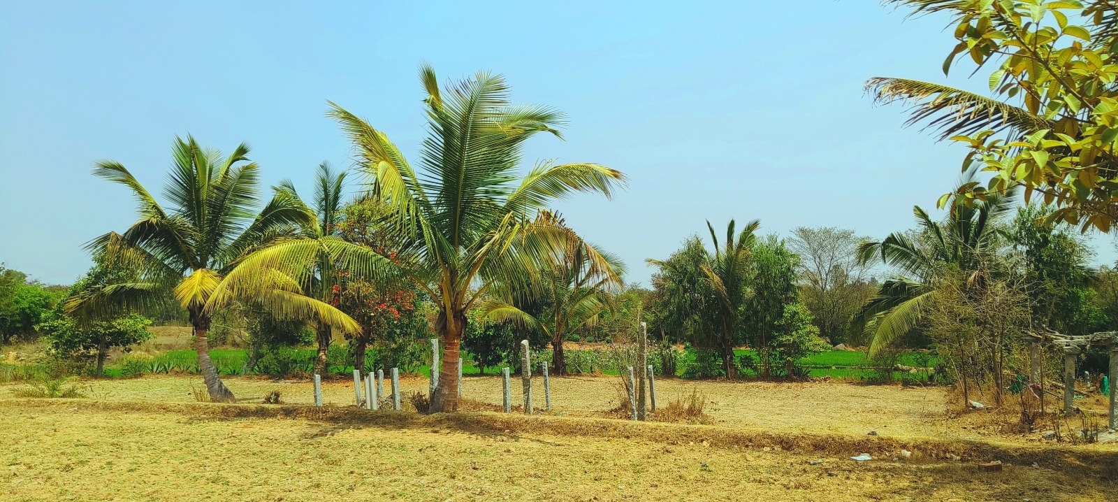 3 Acre Farm Land with Borewells and Trees Near Mulbagal, Kolar District