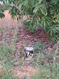 Residential Plots for sale in bandlapalle village,kotta cheruvu