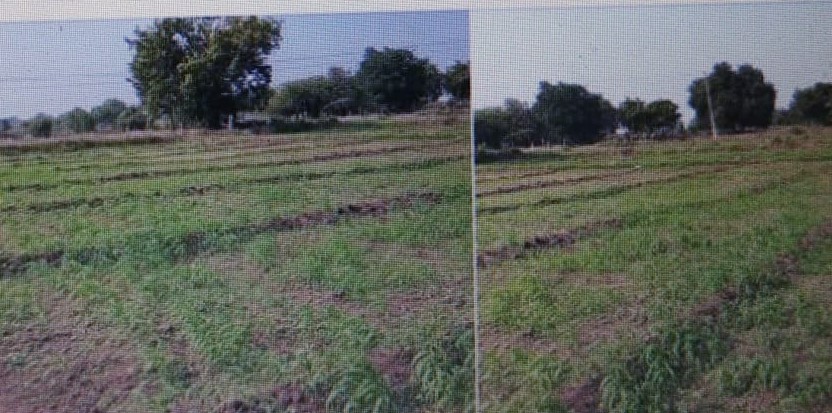 5 Acres Agriculture land for sale in Regode Sangareddy