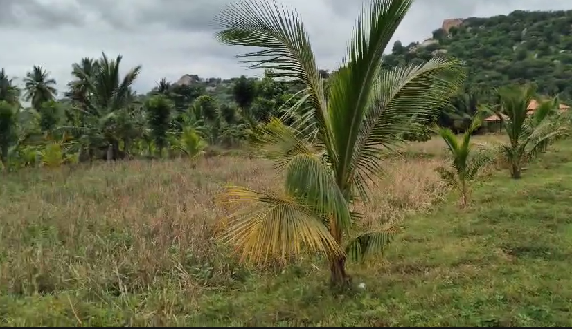Agricultural Land For Sale In Punacha Vittla  Karnataka