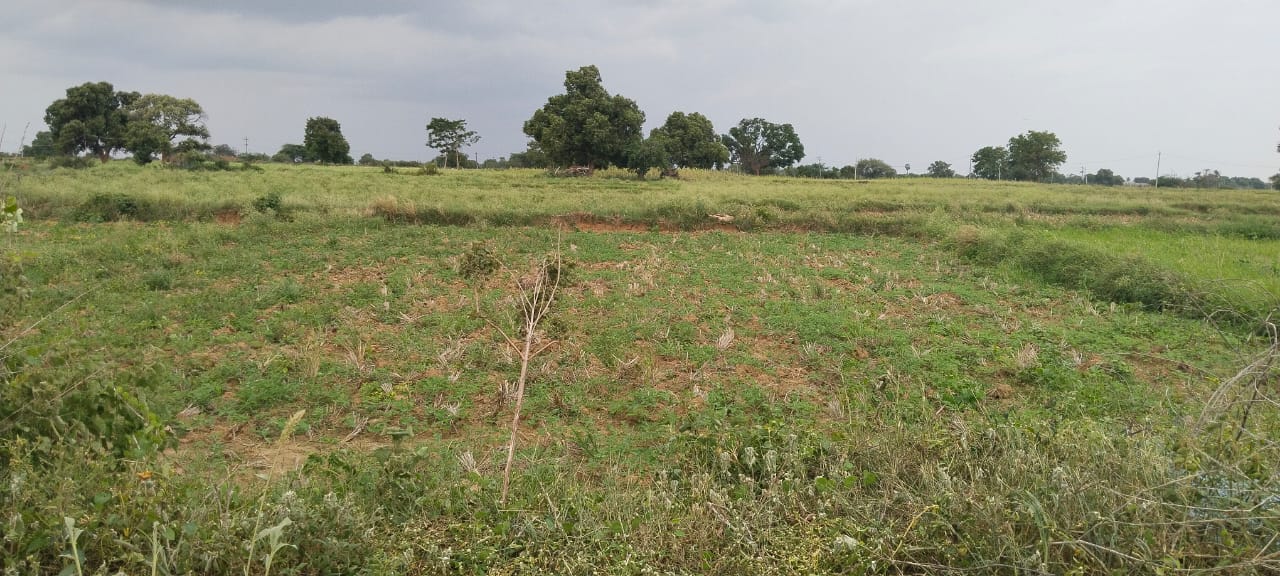 1 Acre Agricultural Land For Sale In Gonglur Sanga Reddy