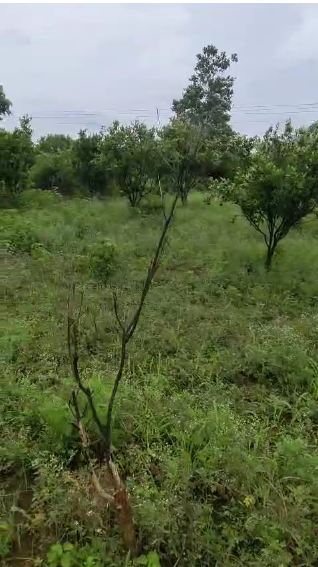 7.25 acres Agriculture land for sale at katol Nagpur 