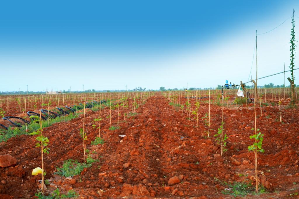 Navya Sai Projects | 108 Acres farm lands at Kavali , Nellore | Sq. Yard @ Rs- 749 | Unit sizes 22 Cents, 1/2 Acres And 1 Acre 