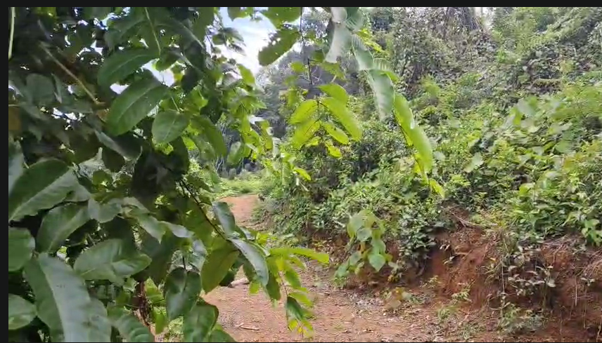 Tar Road Attached Land For Sale In Kuddupadavu Vittla