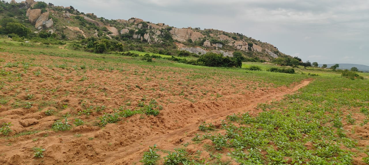 30 Acres of Prime Agricultural Land for Sale Near Gundlupet, Mysore