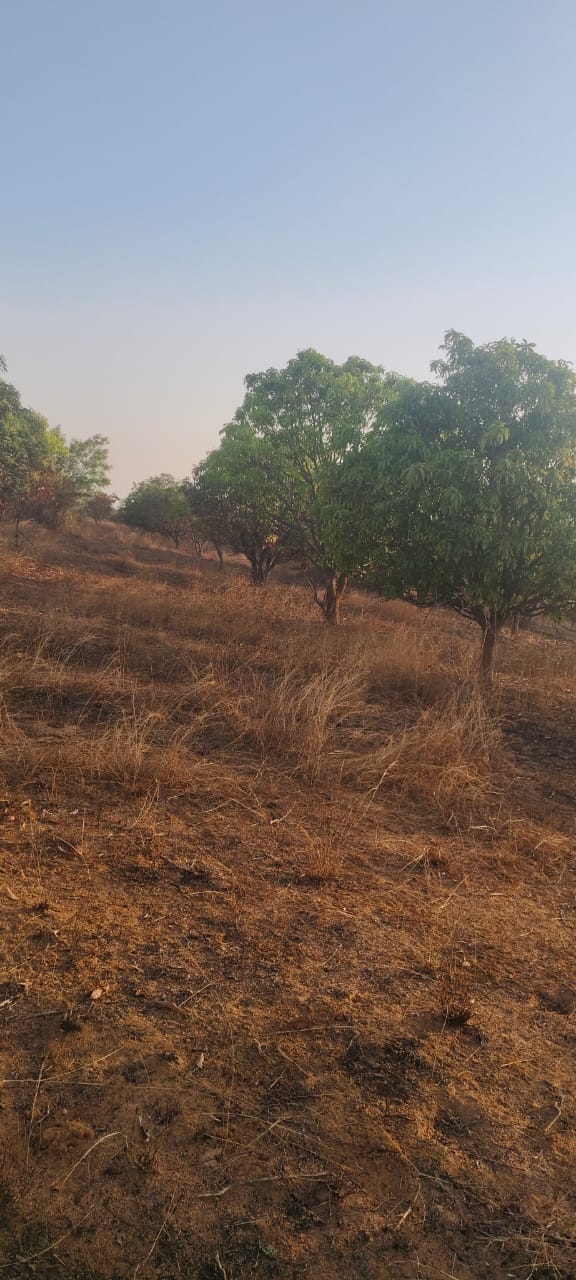 9 acres land for sale @ 4 acre mango orchad and remaining 5 acres vari (rice land) boomi total 9 acres land  in gongaloor village 
