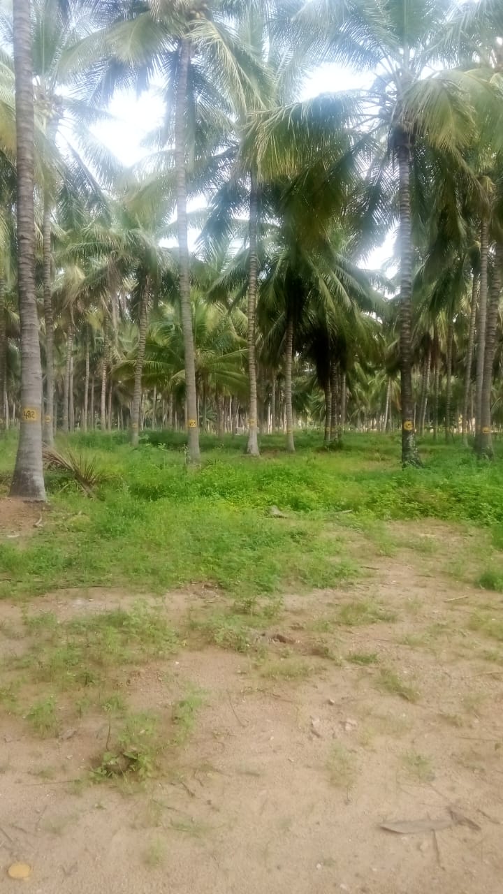 Farm Land For sale in Setumadai, Near Coimbatore