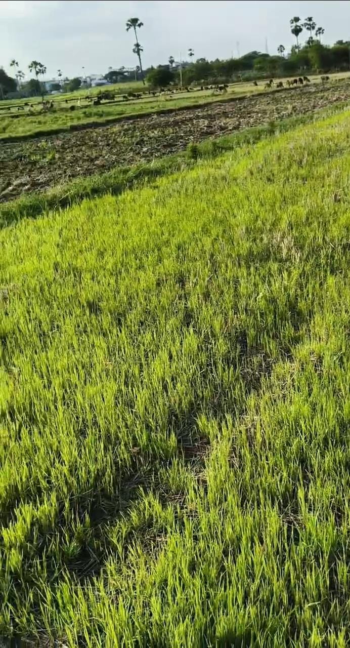 Agricultural land for sale at Yadagirigutta