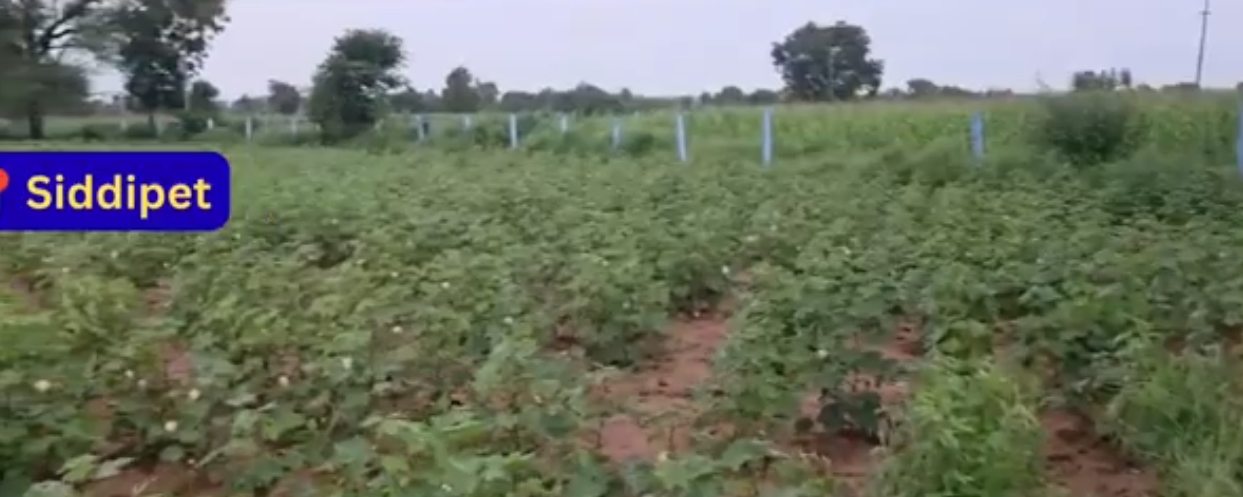 1 Acre Agricultural land For Sale In Siddipet