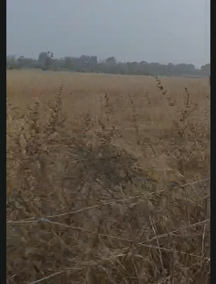 5 Acres 24 Gutas Land For Sale At Kaukuntla Mahbubnagar