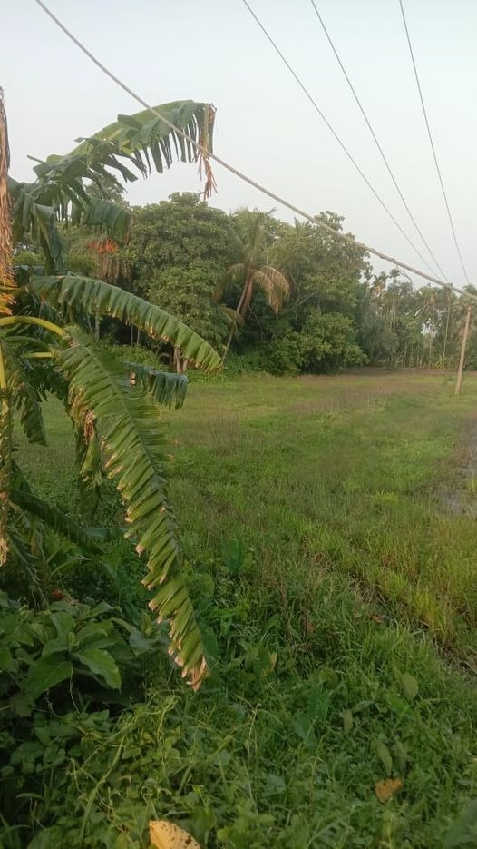  Farmland for Sale in Amtala Gabberia West Bengal
