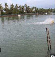 Fish pond for sale in Bhimavaram West Godavari