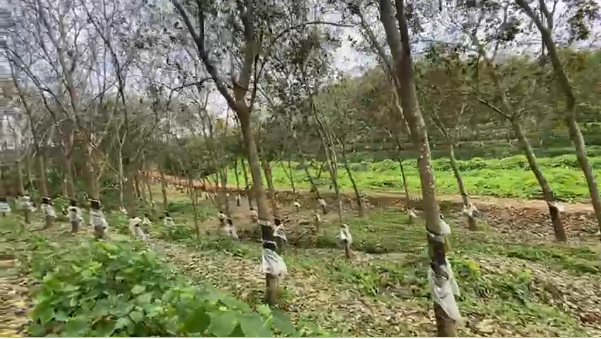 10.5 Acres Rubber Plantation land  for Sale in Kundapur Udupi Karnataka