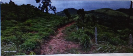 3.32 Ares land for sale in Mudigere Chikmagalur