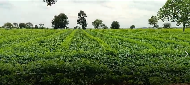Agriculture land for Sale in Vittla Karnataka