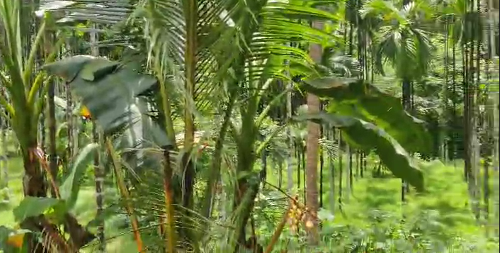 Agriculture land with  House for Sale in  Bellare Putttur